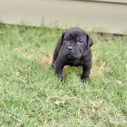 Cane Corso Puppies from Rosalez Kennel