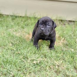 Cane Corso Puppies from Rosalez Kennel