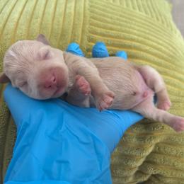 Twister (Green Collar) - Wheaten male Miniature Schnauzer puppy in Hemet, California from Journee Home Mini Schnauzers