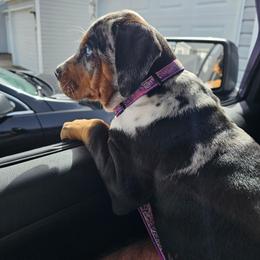 Catahoula Leopard Dog and Pembroke Welsh Corgi Puppies from Peach Tree/Shoreline Catahoulas & Corgis