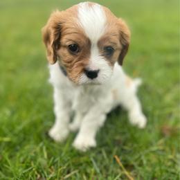 Elsa - Pink collar - Blenheim female Cavalier King Charles Spaniel puppy in Wilton, California from Becky's Cavalier King Charles Spaniels