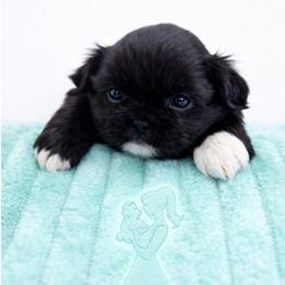 Wolfie - Black male Shih Tzu puppy in Richmond, Texas from Aleka Shih Tzu