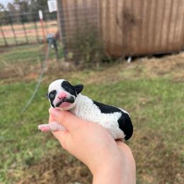 Dolly - Parti female Poodle puppy in Nashville, Arkansas from Cuddles n Curls