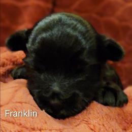 Franklin - Black and tan male Yorkshire Terrier puppy in Vancouver, Washington from Yorkastle Kennels