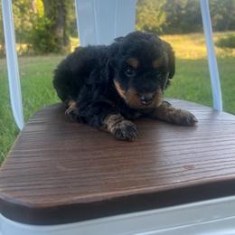 Joe - Black tri-color male Aussiedoodle puppy in Yellville, Arkansas from Ozark Mountain Doodles & Pugs