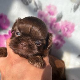 Lincoln - Chocolate and tan male Shih Tzu puppy in Las Vegas, Nevada from Vegas Shih Tzus