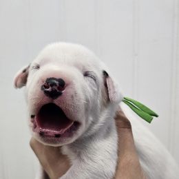 Green collar - White and black male Dalmatian puppy in Knoxville, Tennessee from Dazzling Dalz