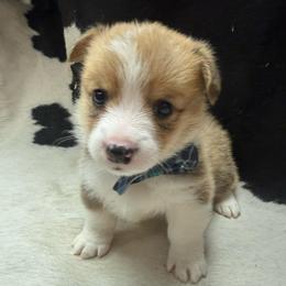 Woody - Red male Pembroke Welsh Corgi puppy in Algona, Iowa from LTT Corgis