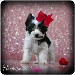 Hermione - Parti female Yorkshire Terrier puppy in Warren, Michigan from Danielle's Yorkie & Shih Tzu Babies