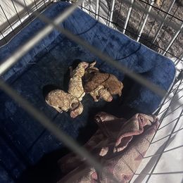 Maltipoo Puppies from Gwich’in Maltipoo