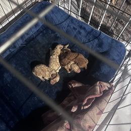 Maltipoo Puppies from Gwich’in Maltipoo