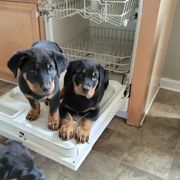 Beauceron Puppies from Rayon de Soleil Beaucerons