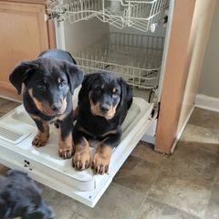 Beauceron Puppies from Rayon de Soleil Beaucerons