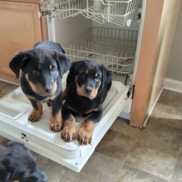 Beauceron Puppies from Rayon de Soleil Beaucerons