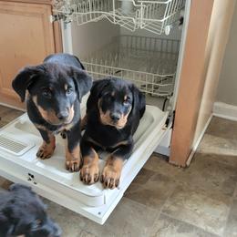 Beauceron Puppies from Rayon de Soleil Beaucerons