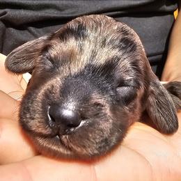 Athens - Merle male Cockapoo puppy in Indiahoma, Oklahoma from Phamily Doodles