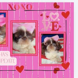 Princess Mocha - Red and white female Shih Tzu puppy in San Tan Valley, Arizona from Pretty Paws Shih Tzu's