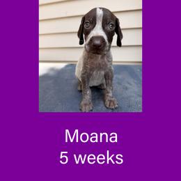 Moana - Liver roan female German Shorthaired Pointer puppy in Marshfield, Missouri from Pebblebrook German Shorthaired Pointers