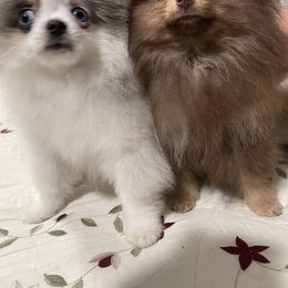 Pomeranian Puppies from Luna Kennel