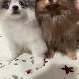 Pomeranian Puppies from Luna Kennel