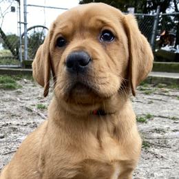 Labrador Retriever Puppies from Triple Threat Labradors