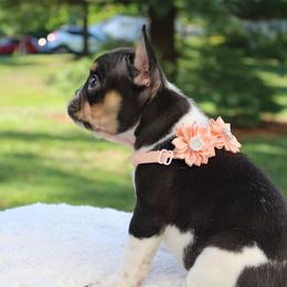 French Bulldog Puppies from Luvia Anderson
