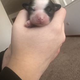 Papillon Puppies from Wendy’s Wings