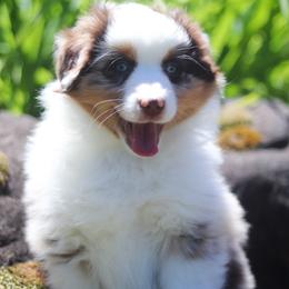 Miniature American Shepherd Puppies from Casita Miniature American Shepherds