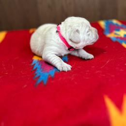 Pink Girl - Yellow female Labrador Retriever puppy in Iowa City, Iowa from Country Road Acres
