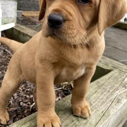 Labrador Retriever Puppies from Triple Threat Labradors