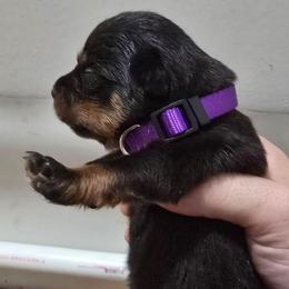 Girl 3 - Black and rust female Rottweiler puppy in San Antonio, Texas from HAUS OF RZA