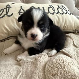 Piper - Black and tan female American Corgi puppy in Decatur, Texas from Bar S Corgis
