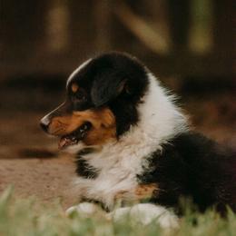 Lexington(Lexi) - Black tri-color female Australian Shepherd puppy in Aberdeen, North Carolina from Huckleberry Hill Aussies LLC.
