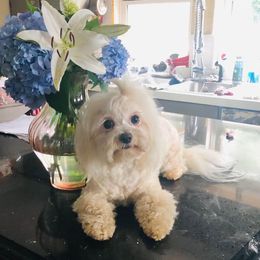 Pixie - Maltese