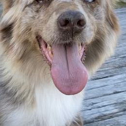 Australian Shepherds from A Triple C Kennel