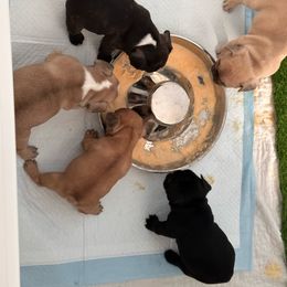 French Bulldog Puppies from Romeo & Juliet Frenchies