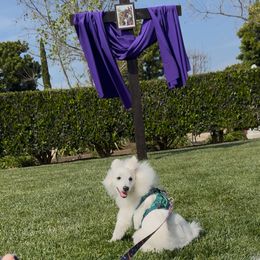 St.Sebastiano - male Volpino Italiano puppy in Irvine, California from Blessed Volpino Italiano