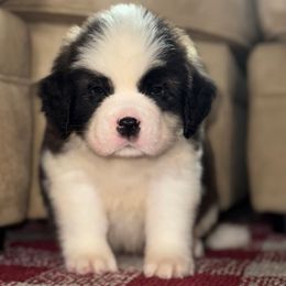 Purple Collar - Brown and white female Saint Bernard puppy in New York from Johnson Farms