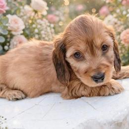 Bella - Red female Dachshund puppy in Richmond, Virginia from Irresistible Dachshunds & Cavaliers