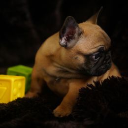 French Bulldog Puppies from Clay Bulldogs