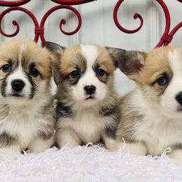 Pembroke Welsh Corgi Puppies from Monte Cristo Corgis