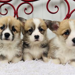 Pembroke Welsh Corgi Puppies from Monte Cristo Corgis