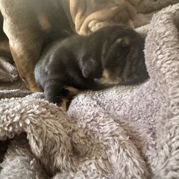 Jupiter - Black tri-color male Bulldog puppy in Fort White, Florida from Bullgodz English Bulldogs