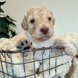 Reef - Cream male Goldendoodle puppy in Wyandotte, Oklahoma from Goldendoodles of NE OK