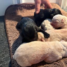 Boy 2 - Black male Labrador Retriever puppy in Isanti, Minnesota from Four Corners Family Labs