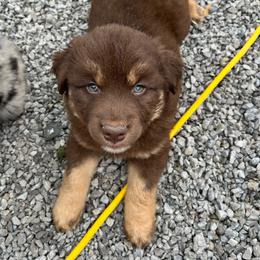 Joker - Red tri-color male Australian Shepherd puppy in Whitwell, Tennessee from Owl Hollow Farm