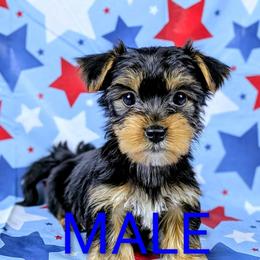 Boy 1 - Black and tan male Yorkshire Terrier puppy in Bay County, Florida from Love My Yorkie Babies