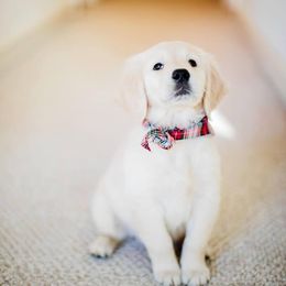 Golden Retriever and Labrador Retriever Puppies from Bear Pond Retrievers