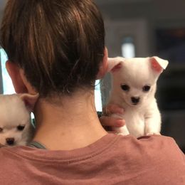 Chihuahua Puppies from BonBon Chihuahuas