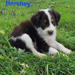 Hershey - Black and white male Aussiedoodle puppy in Morganton, North Carolina from David Shields
